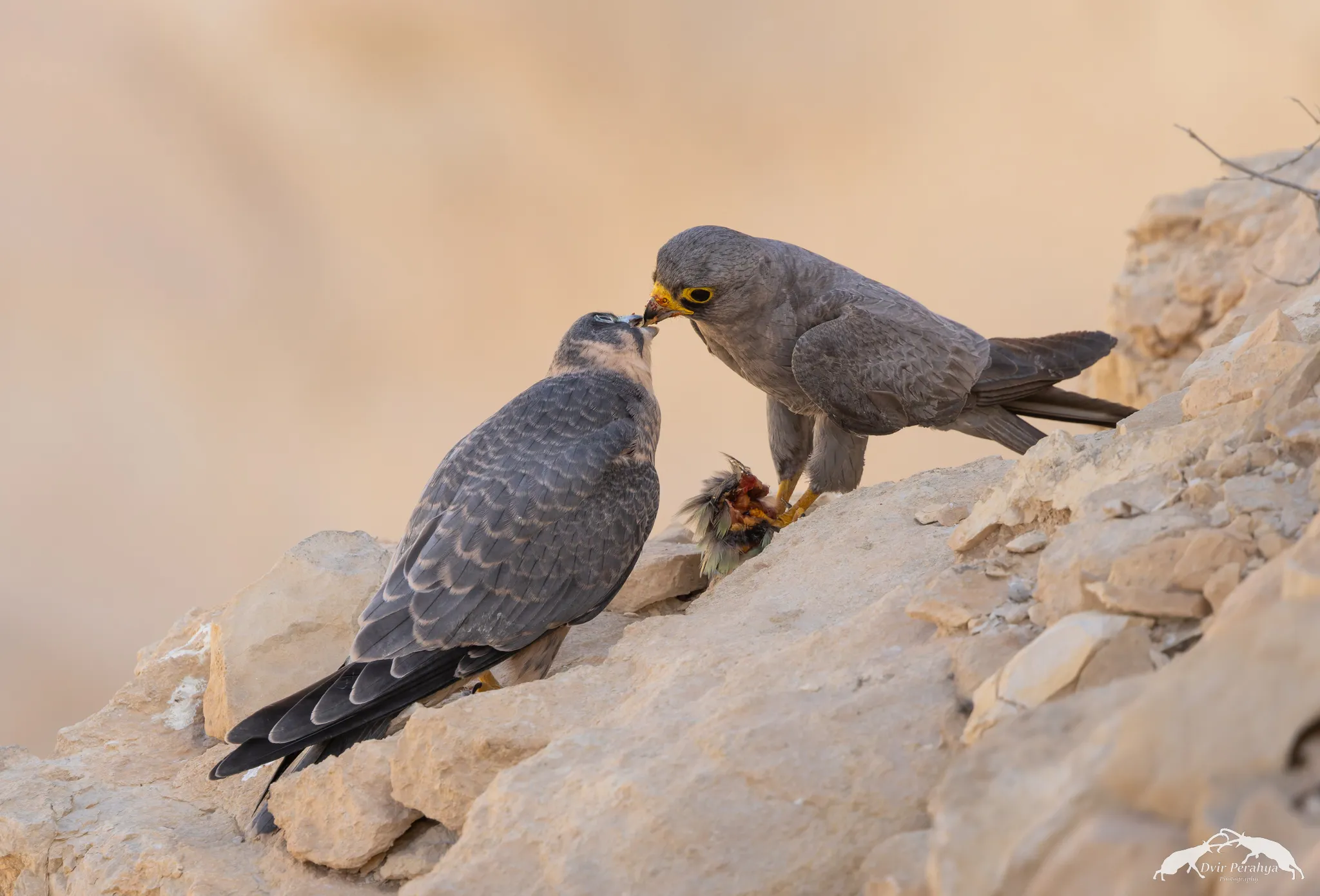 Tel Dor beach at sunset